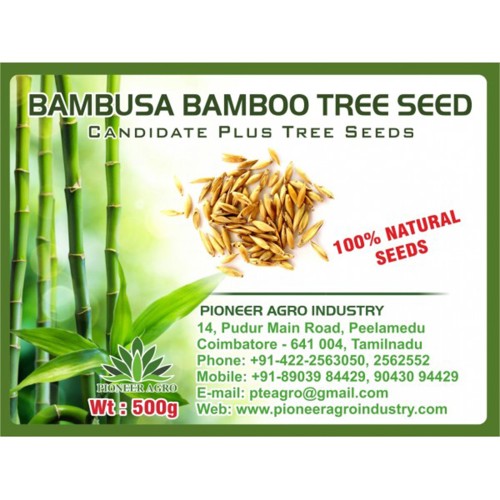 Bamboo (Dendrocalamus strictus) Tree Seed 250G