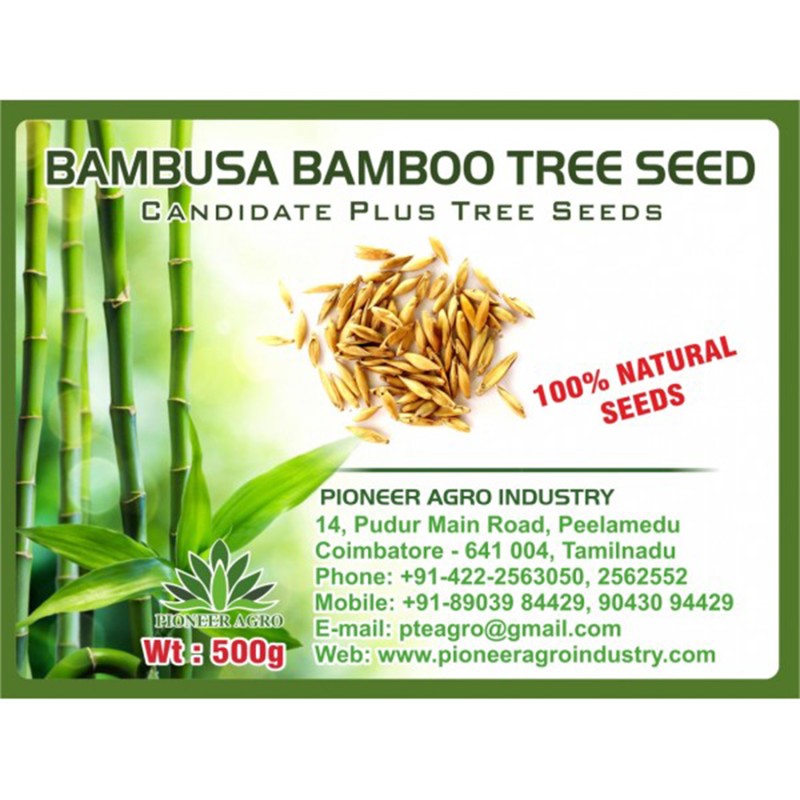 Bamboo (Dendrocalamus strictus) Tree Seed 250G