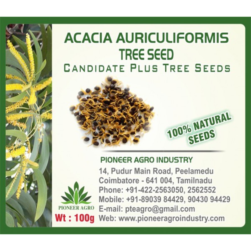 Acacia Auriculiformis Tree Seed - Pencil tree Seed (Kaththi Savukku maram vithaigal) 100G Pack